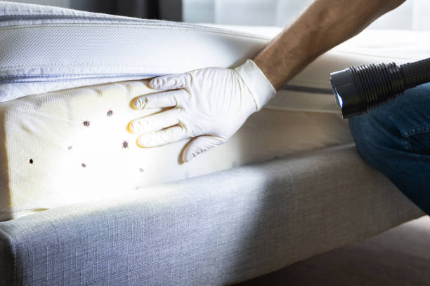 Best Affordable Pest Control Services  in Shell Lake, WI