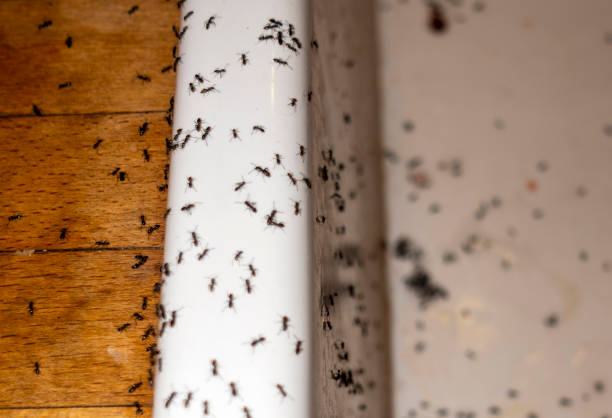 Best Best Pest Control Companies  in Shell Lake, WI