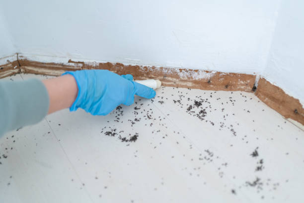 Best Wasp Removal Services  in Shell Lake, WI